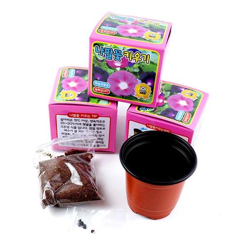 아이윙스-2000 나팔꽃키우기 자연과학학습관찰 식물기르기 어린이집 유치원 초등학교  단체선물 (3개)