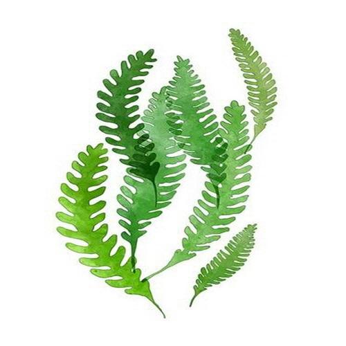 아이윙스-아이윙스 피포페인팅 Q3223 보태니컬 잎 DIY명화그리기 DIY그림그리기
