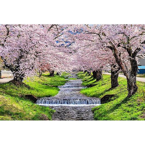 아이윙스-아이윙스 피포페인팅 pipo-2054 만개한벚꽃풍경 40x50 DIY명화그리기 유화수채화그리기