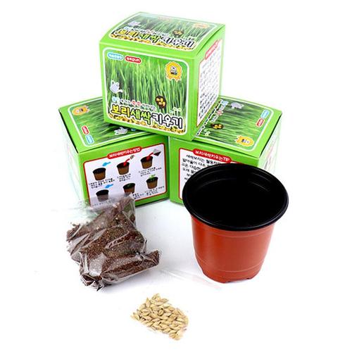 아이윙스-2000 새싹보리키우기 자연과학학습관찰 식물기르기 어린이집 유치원 초등학교  단체선물 (3개)